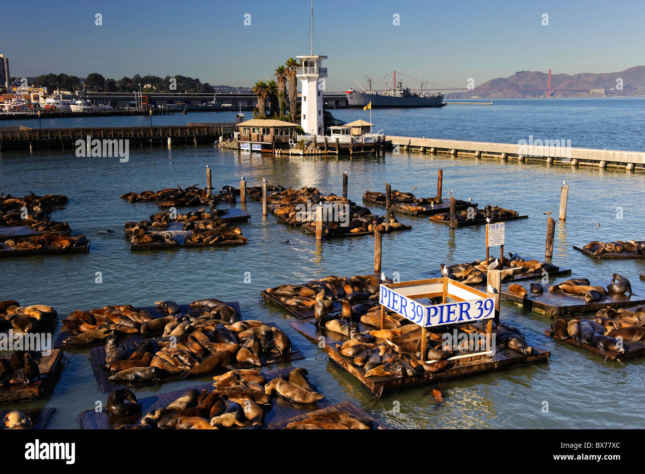 USA, California, San Francisco Fishermans Wharf, Pier 39, Seelöwen Stockfoto