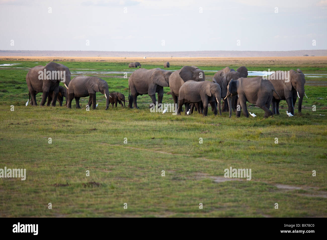 Herde von Elefanten auf der Massai Mara, Kenia Stockfoto