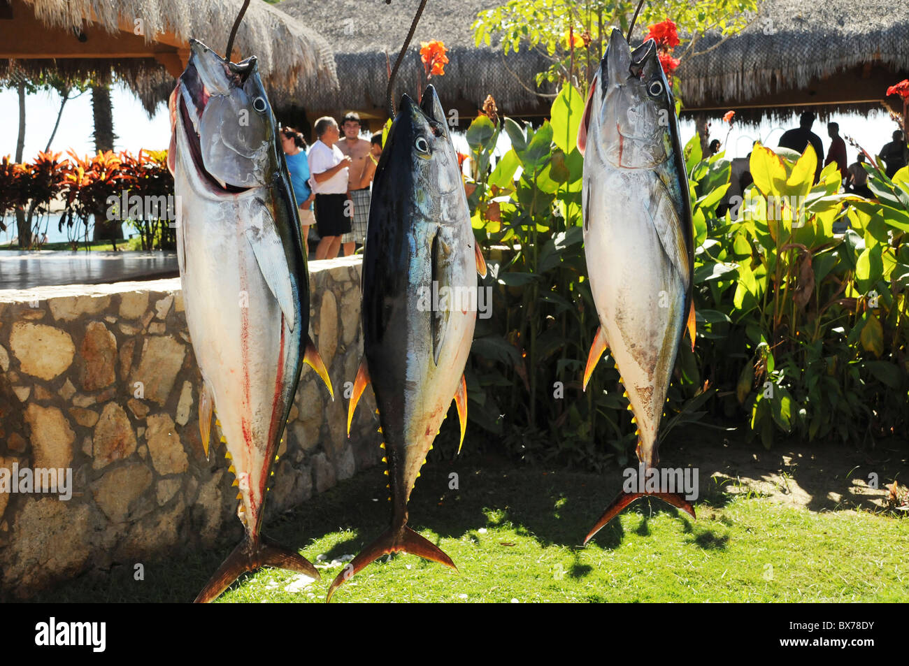 Großen Thunfisch hängen am Kai in Puerto Los Cabos nach Tag der Sportfischerei in den Pazifischen Ozean Gewässern vor Baja, Mexiko Stockfoto