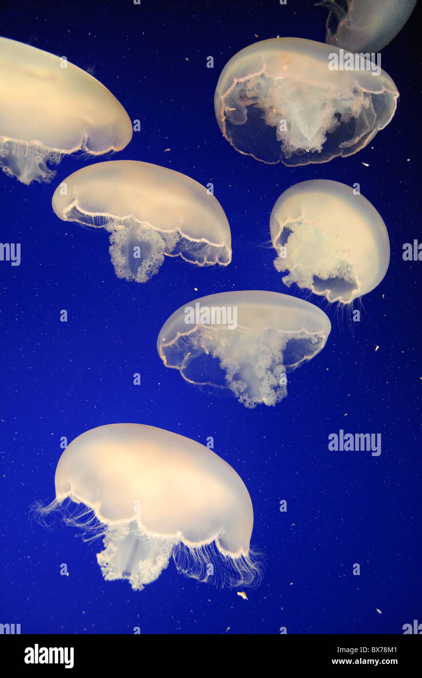USA, California, Monterey Bay Aquarium, Moon Jellyfish (Aurelia Golden) Stockfoto