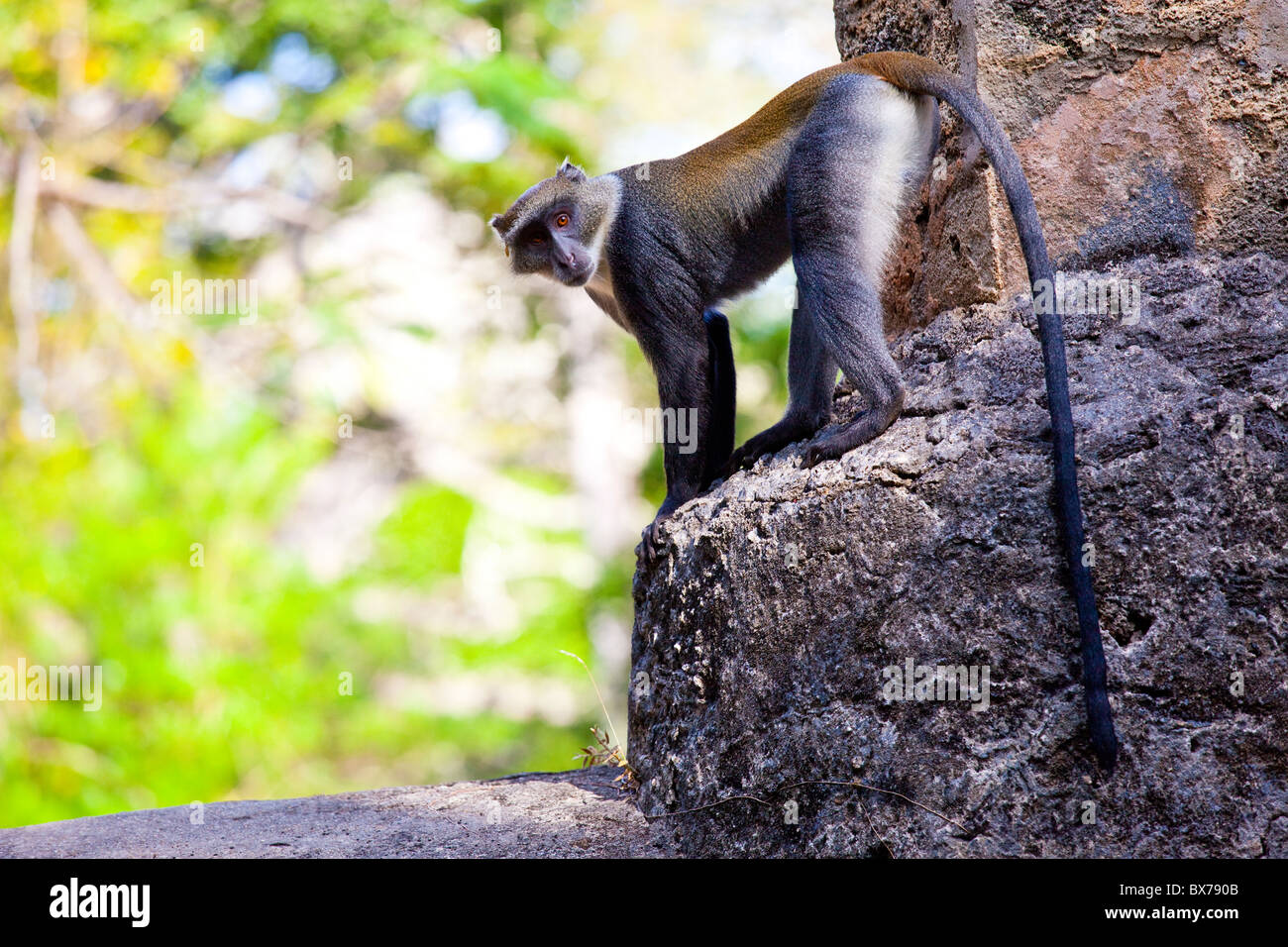 Sykes Affen, Ruinen von Gedi oder Gede, Swahili Altstadt, Watamu, Kenia Stockfoto