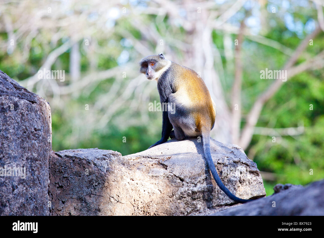 Sykes Affen, Ruinen von Gedi oder Gede, Swahili Altstadt, Watamu, Kenia Stockfoto