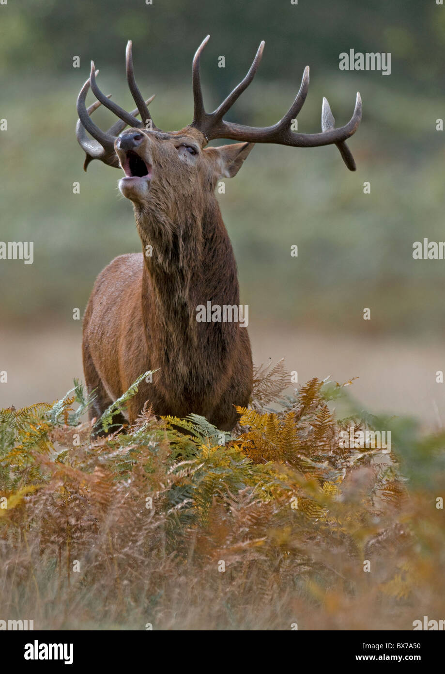 Red Deer stag Brüllen im Herbst Rut Stockfoto