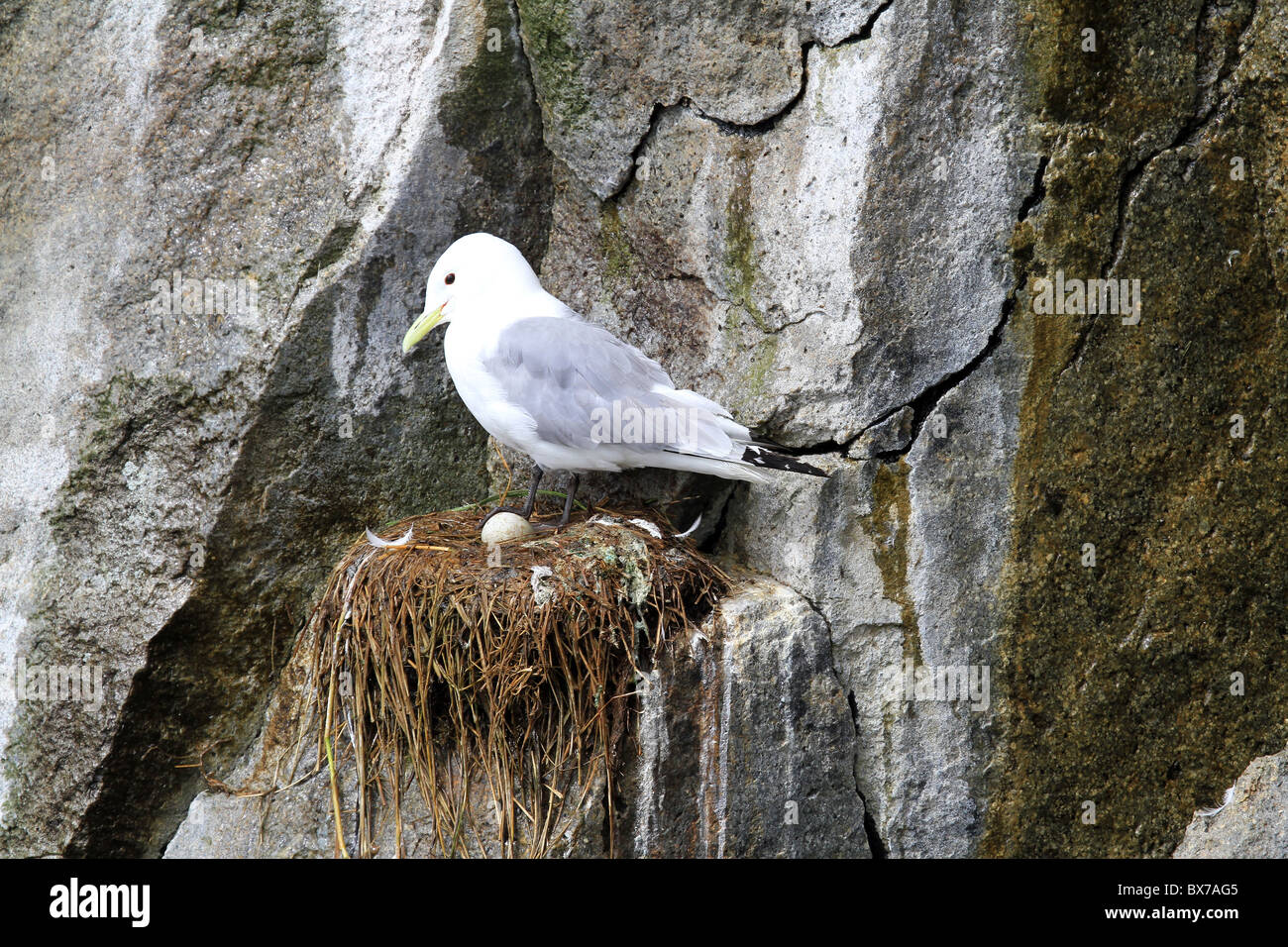 Eine Möwe in der Natur, stehend auf Algen mit nest und Ei auf einer felsigen Klippe auf einer Insel vor der Kenai Penninsula, Alaska, USA Stockfoto