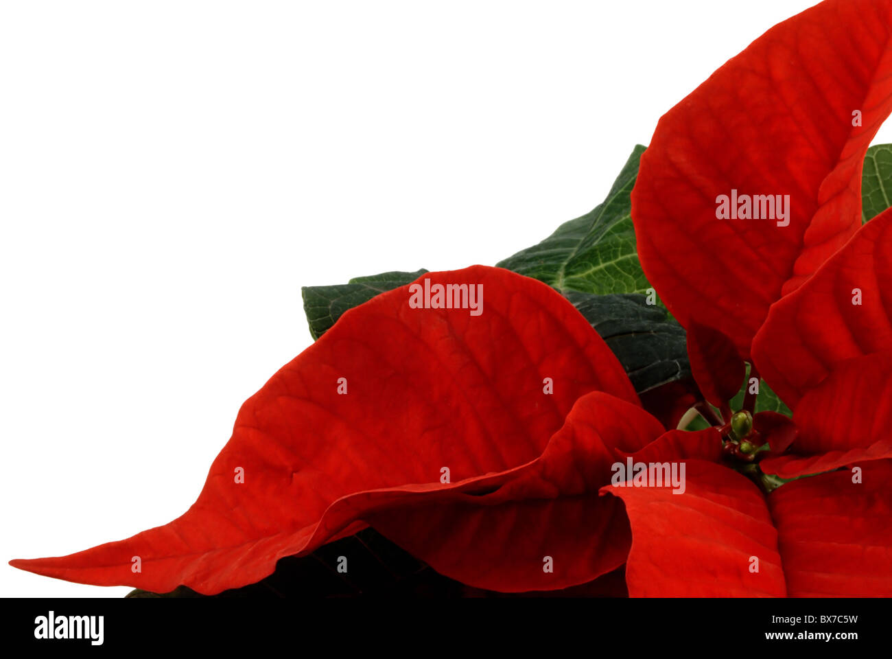Weihnachtsstern isoliert über weiße Weihnachten Blume Stockfoto