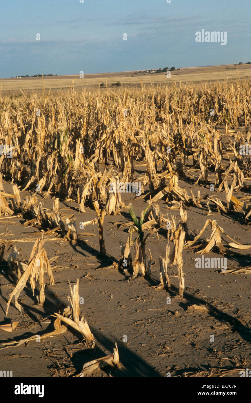 Missernten auf Maisfeld, aufgrund von Dürre und Hagel. Stockfoto