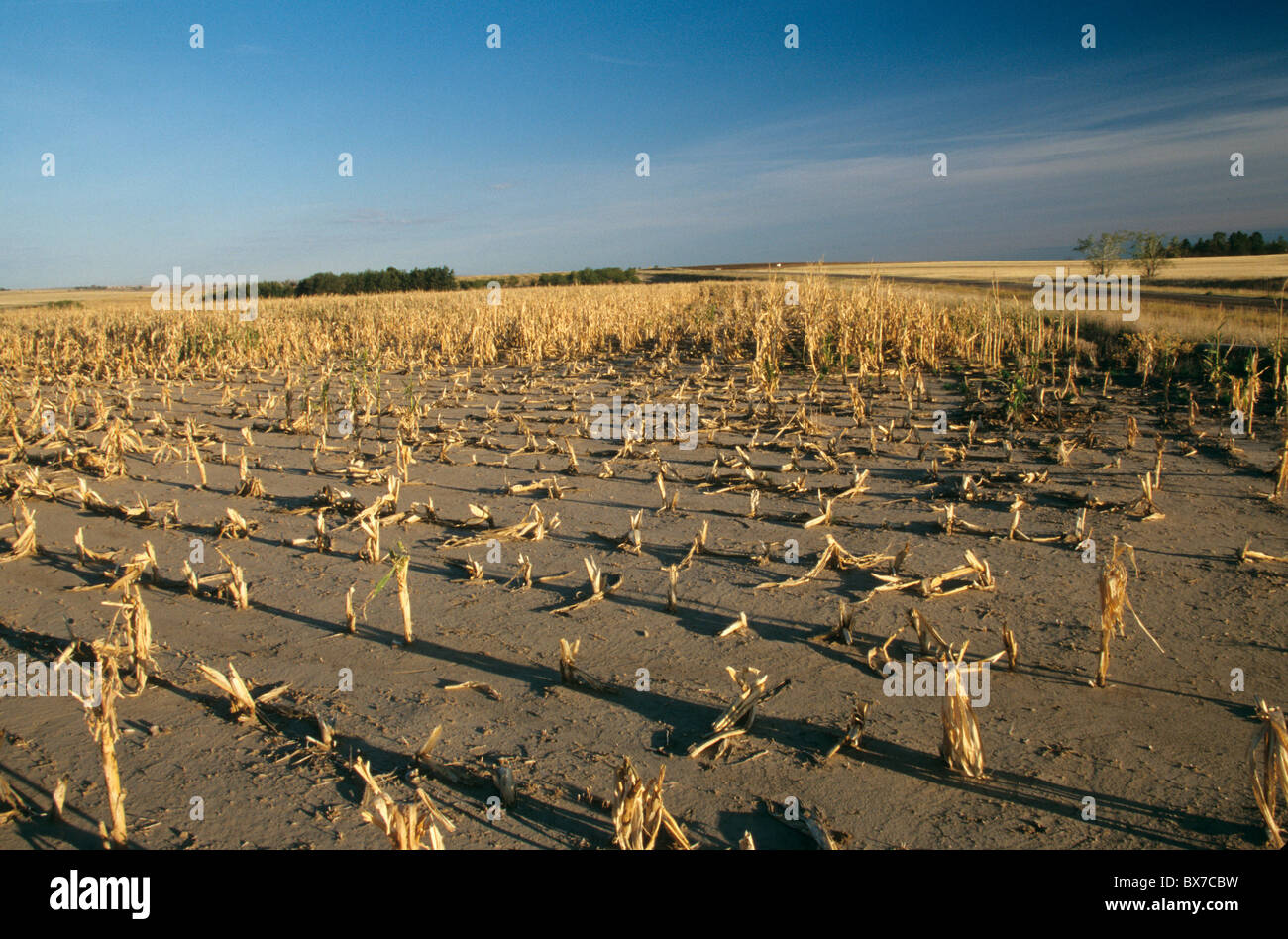 Maisfeld, Ernteausfälle aufgrund von Dürre und Hagel. Stockfoto