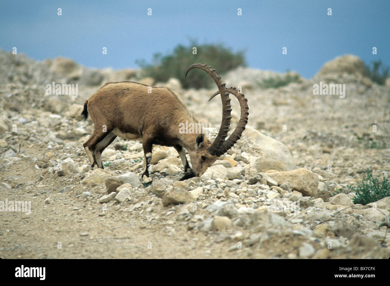Abessinier Ibex Beweidung, trockenen Landschaft, Stockfoto