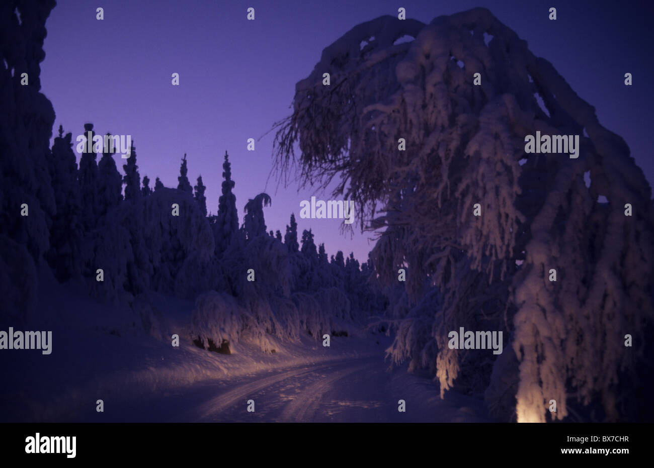 Starker Schneefall, Bäume, Winter Abend Stockfoto