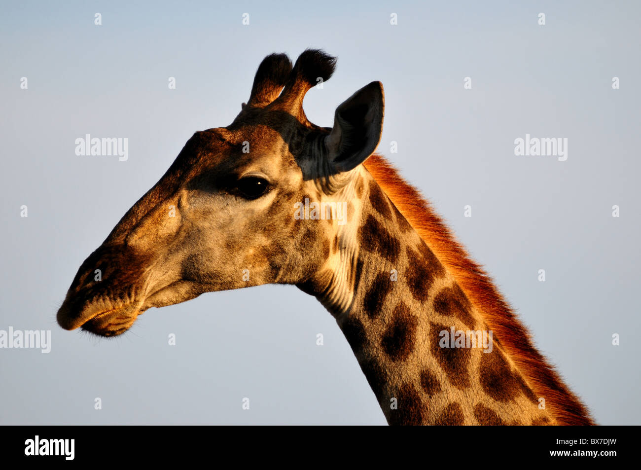 Kopfporträt einer Giraffe. Kruger National Park, Südafrika. Stockfoto