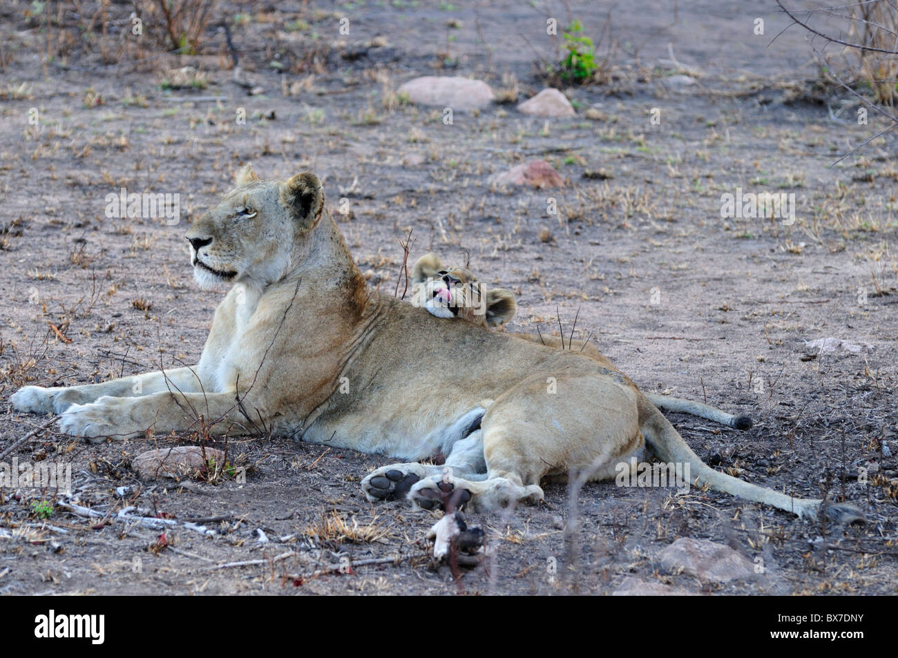 Ein Löwe-Mutter und Jungtier. Kruger National Park, Südafrika. Stockfoto