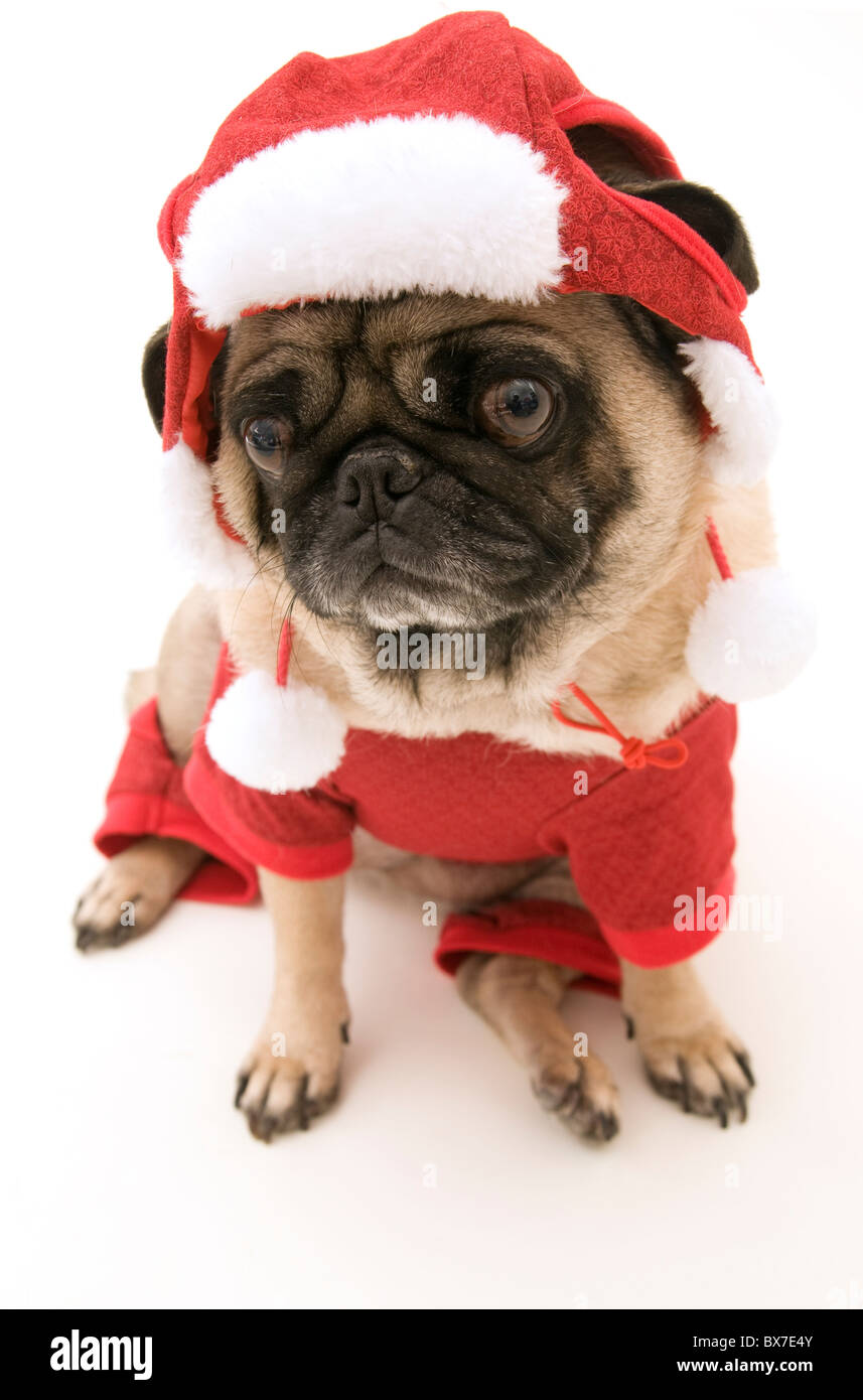 Weihnachten-Mops, Isolated on White mit Schatten. Stockfoto Weihnachten-Mops, Isolated on White mit Schatten. Stockfoto