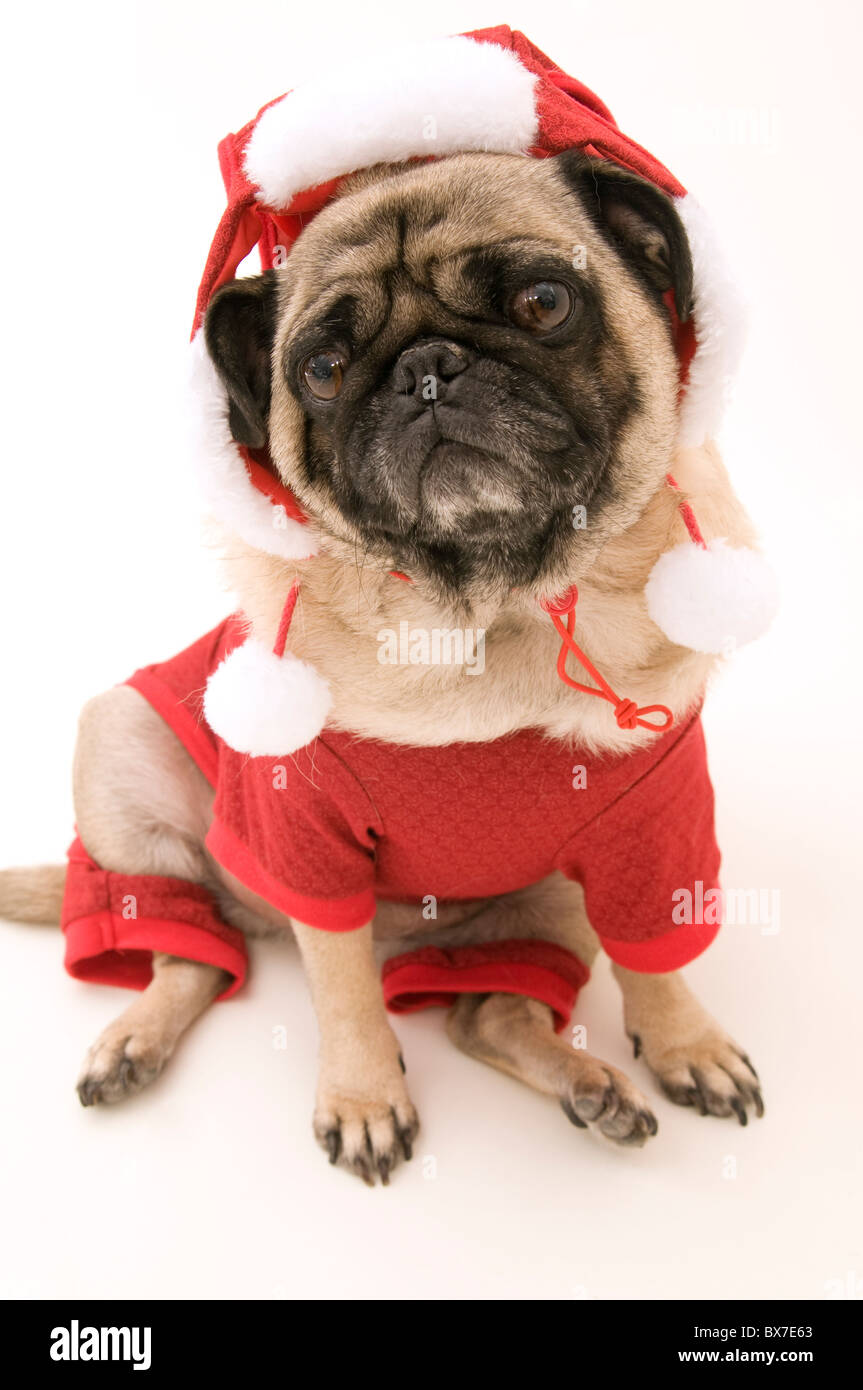 Süße Mops gekleidet für Weihnachten. Stockfoto