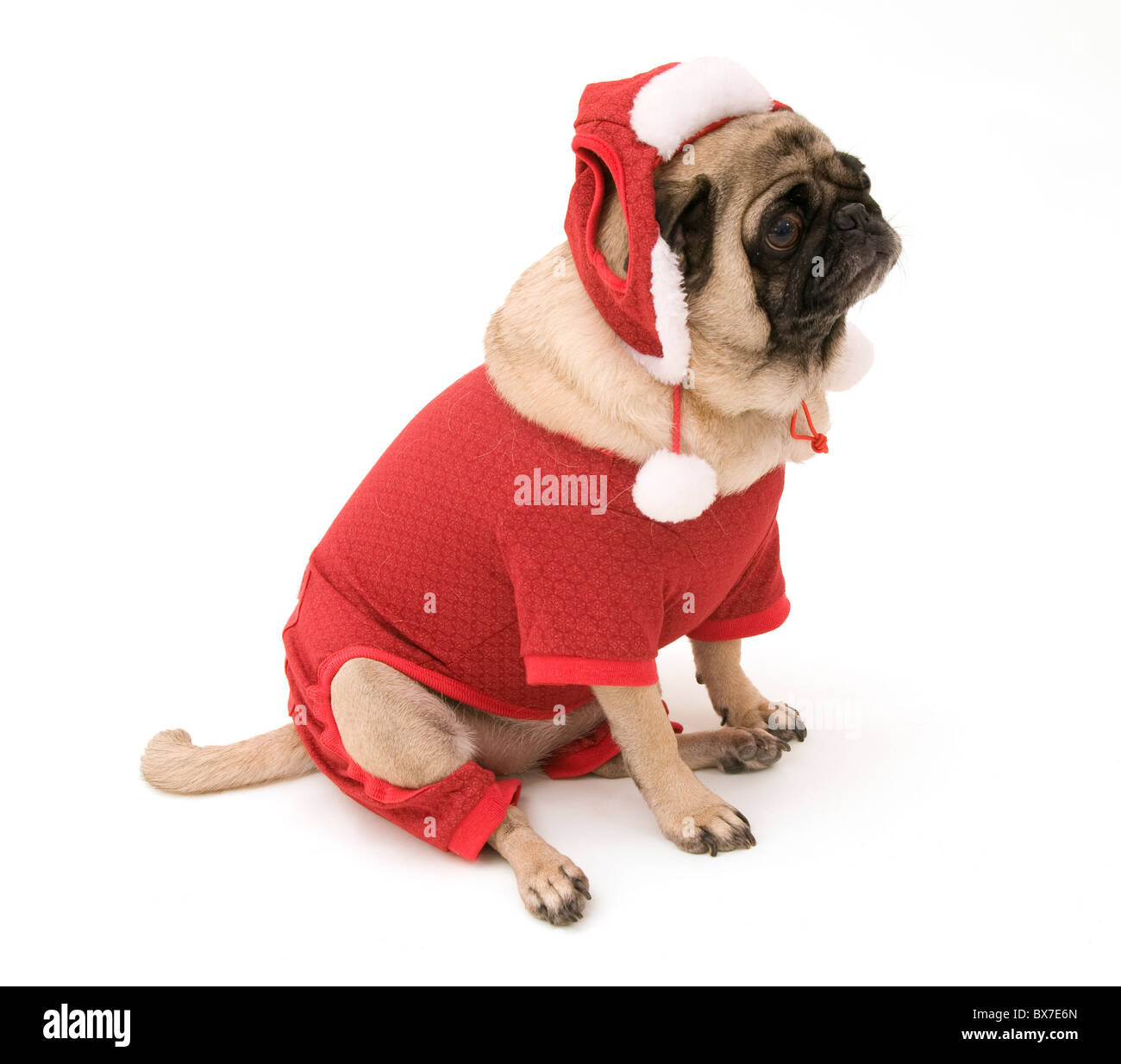 Weihnachten-Mops sitzen, Isolated on White. Stockfoto Weihnachten-Mops sitzen, Isolated on White. Stockfoto