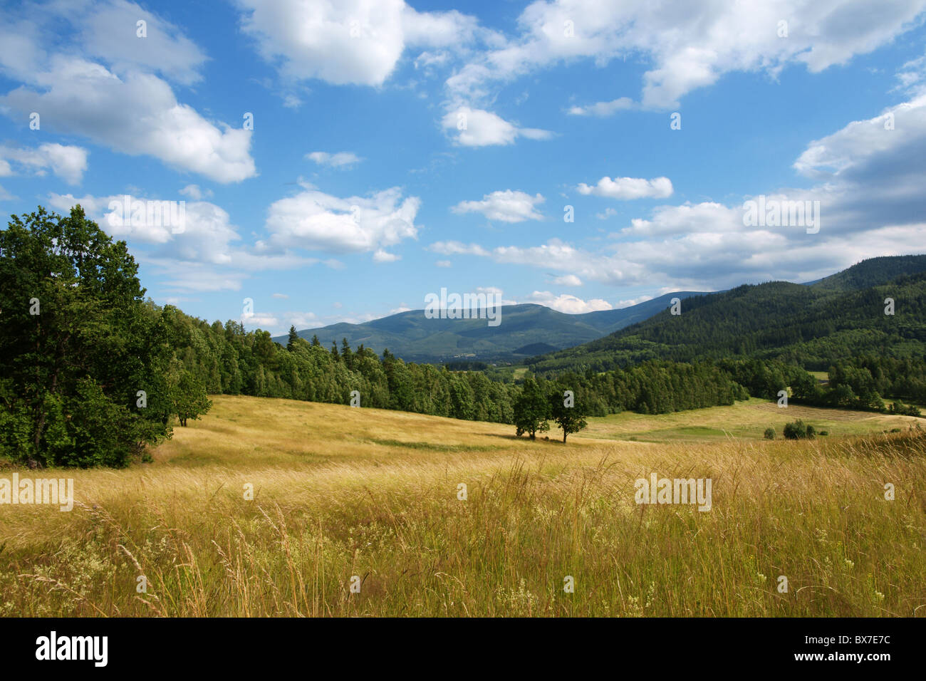 Polnische Landschaft - gelb eingereicht, den blauen Himmel und weiße Wolken Stockfoto