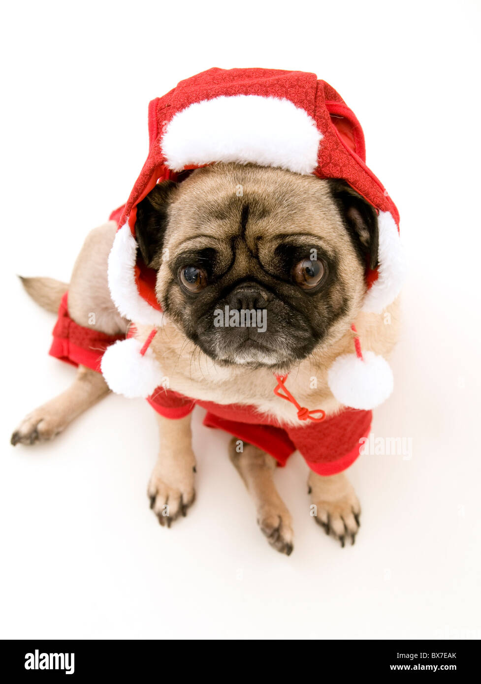 Isolierte Mops gekleidet für Weihnachten. Stockfoto