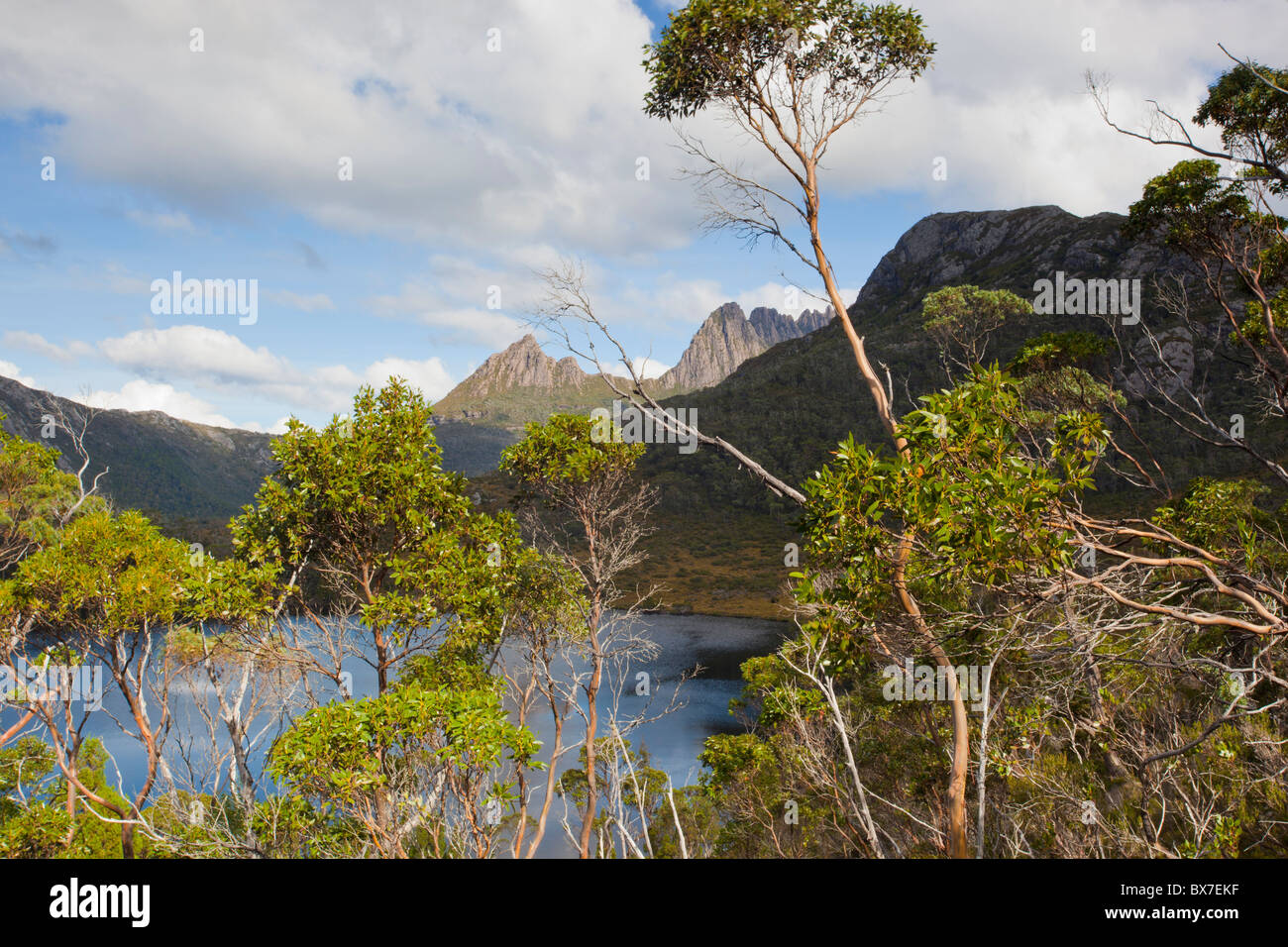 See-Lilla mit Cradle Mountain, Cradle Mountain Lake St. Clair Nationalpark in Tasmanien Stockfoto