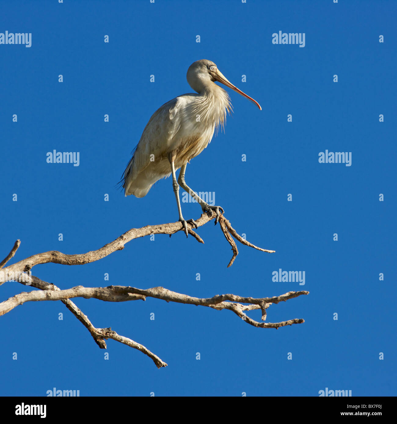 Ein Yellow-billed Löffler thront am Lake Monger, Perth, Western Australia. Stockfoto