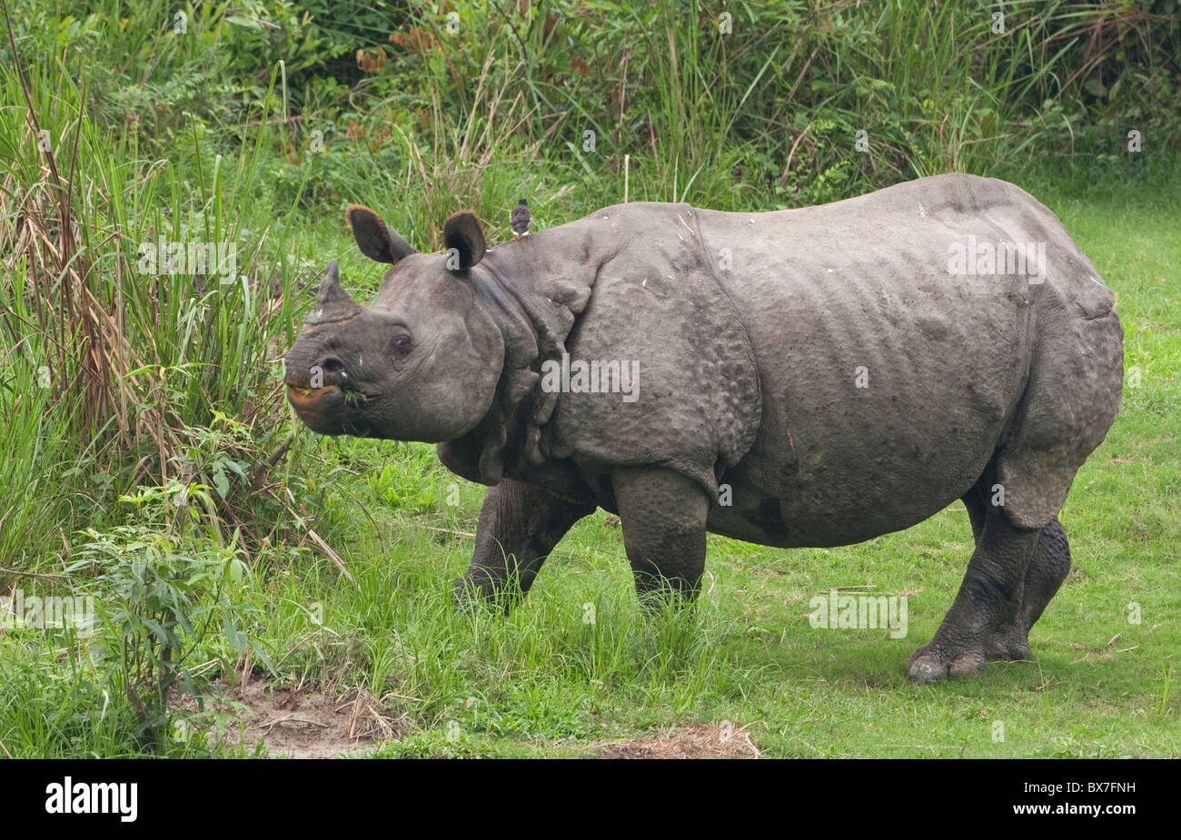 Single horned Rhinoceros (an Kaziranga National Park, Indien) Stockfoto