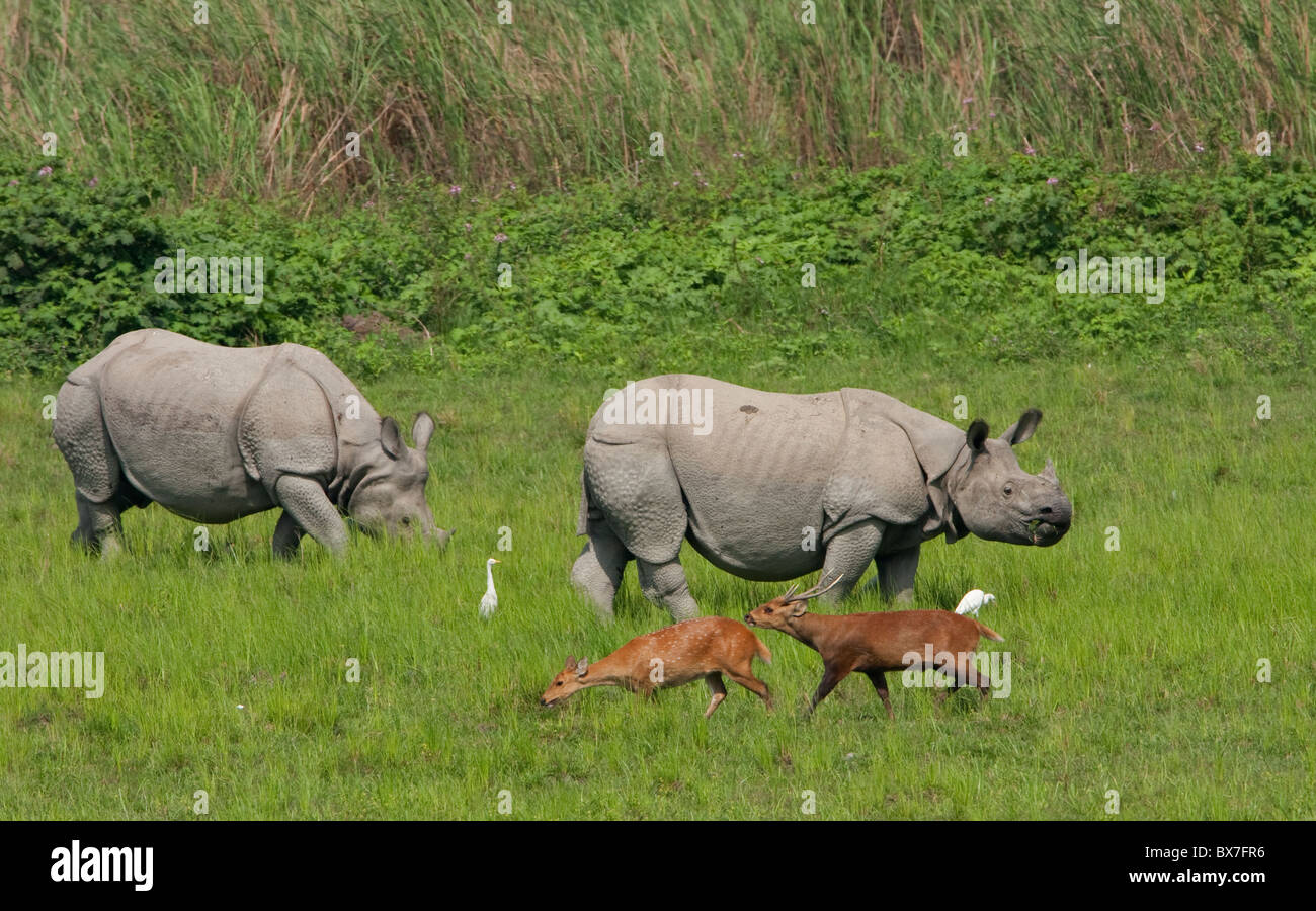 Ein gehörnter Rhinoceros Stockfoto