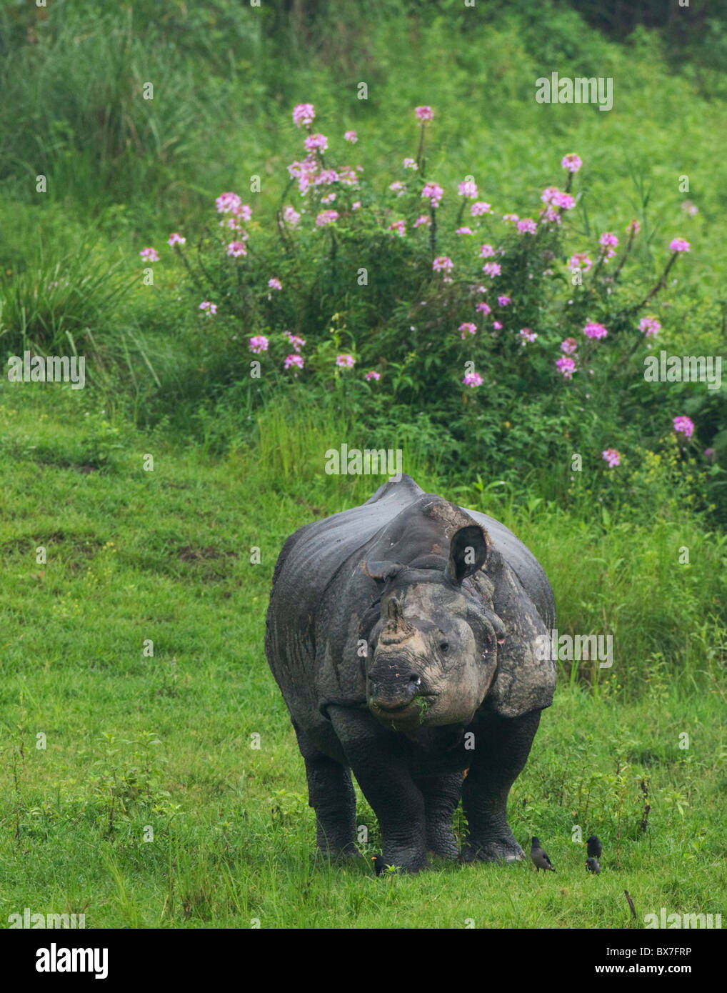 Ein gehörnter Rhino (fotografiert im Kaziranga Nationalpark) Stockfoto