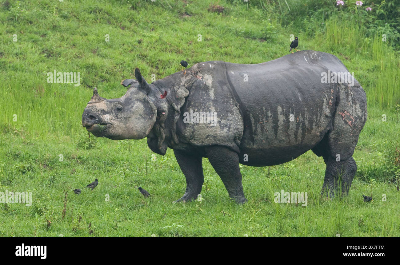 Ein gehörnter Rhino (fotografiert in Kaziranga Nationalpark, Indien) Stockfoto
