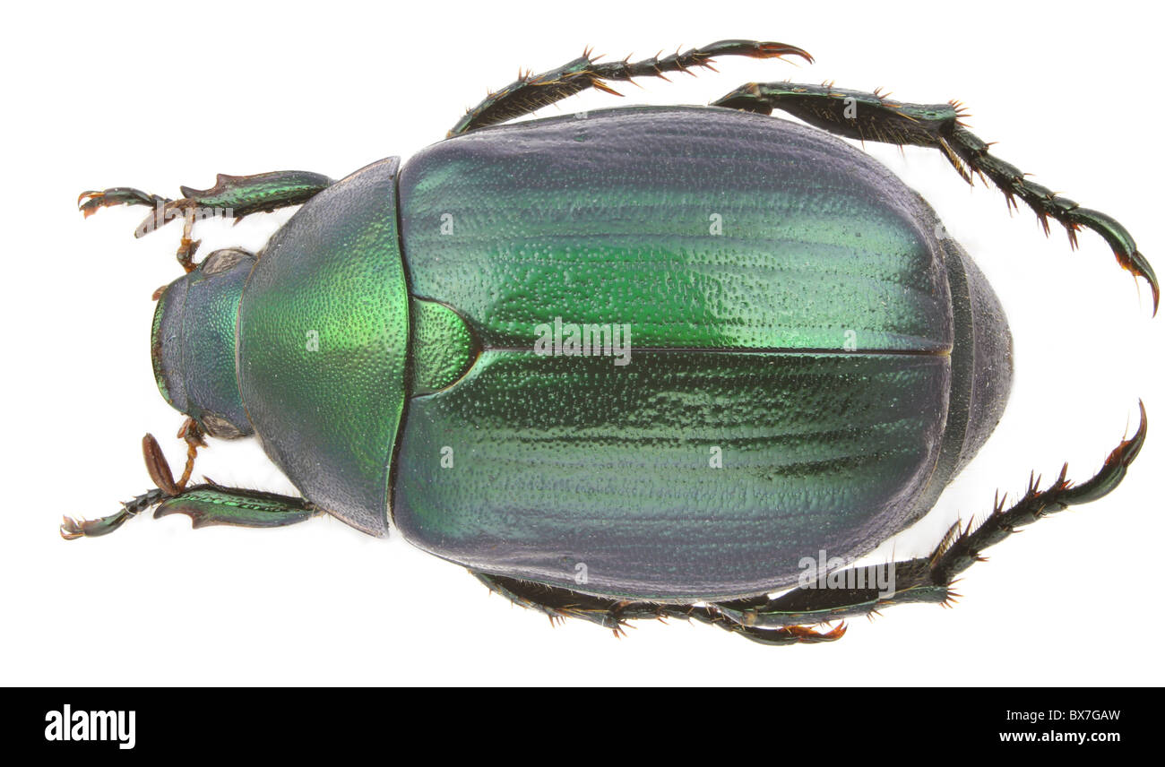 Anomala Vitis (Weinrebe Chafer) isoliert auf einem weißen Hintergrund. Stockfoto