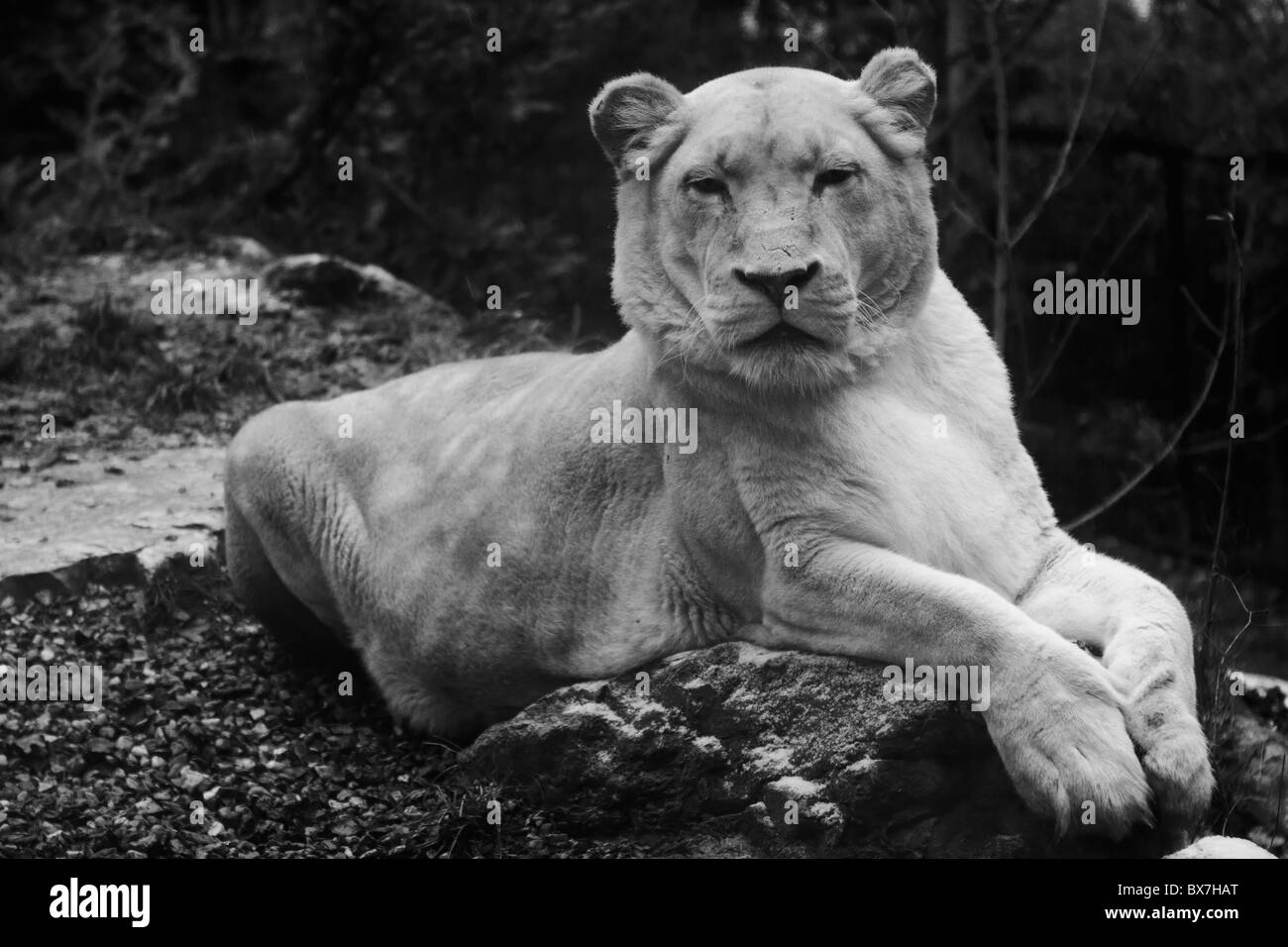 Weißer Löwe (weiblich) Stockfoto