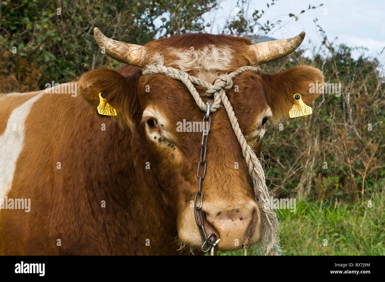 dh LITTLE SARK Tier Tethered Kuhmilch Kuh Stockfoto