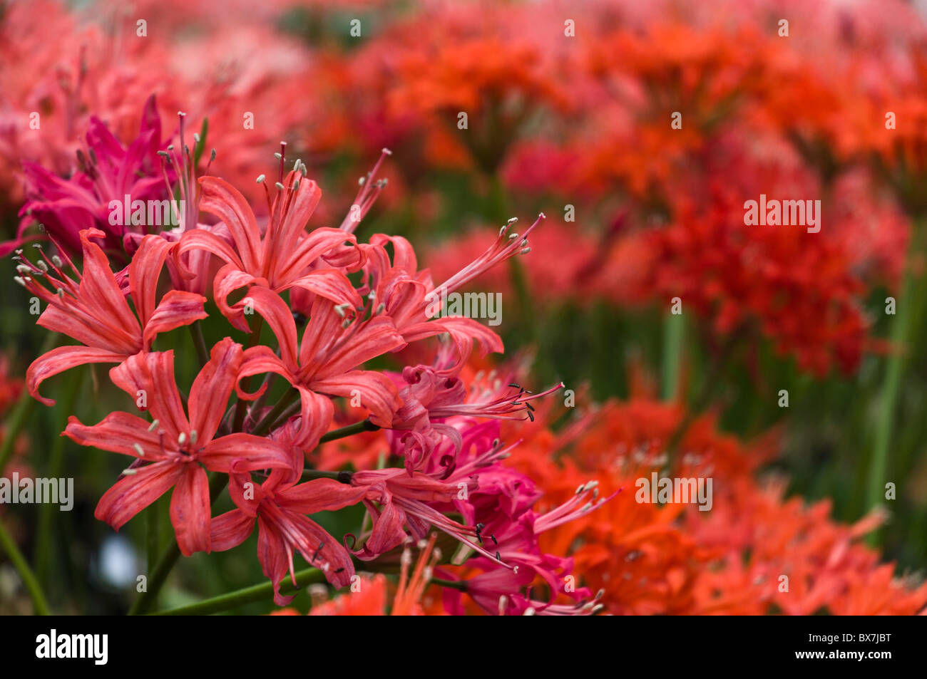 dh Guernsey Lilies GUERNSEY die GUERNSEY-Lilienbündel, die im Candie Park Greenhouse gezeigt werden, zeigen rote Blüten aus nächster Nähe nerine-Blumen Stockfoto