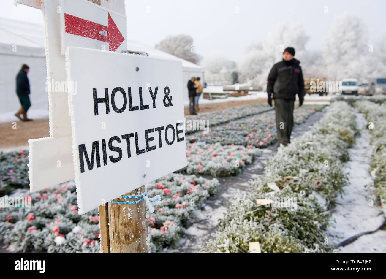 Tenbury Wells jährlichen Weihnachten Mistel und Holly Auction. Stockfoto