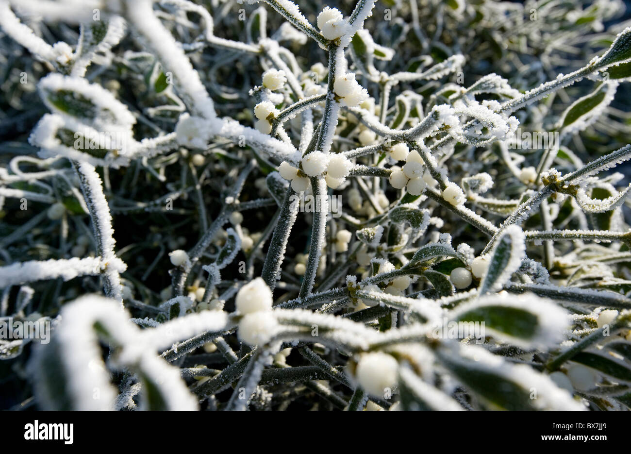 Tenbury Wells jährlichen Weihnachten Mistel und Holly Auction. Stockfoto