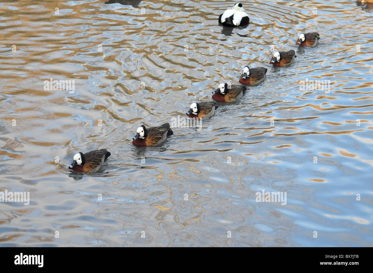 Linie des weißen konfrontiert pfeifende Enten Stockfoto