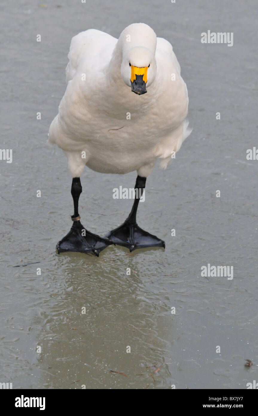 Bewick ´s Schwan auf dem Eis Stockfoto