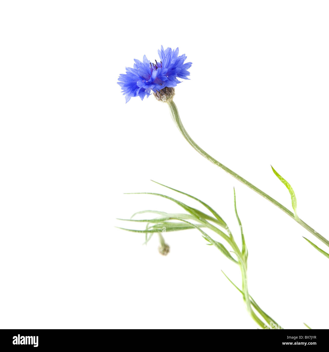 Kornblume (Centaurea Cyanus, Bachelor Taste, Zusammenarbeit, Boutonniere Blume, Hurtsickle), Islated auf weißem Hintergrund Stockfoto