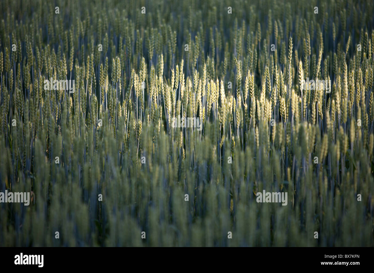 Anbau von Brot Weizenohren ( Triticum aestivum ) , Finnland Stockfoto