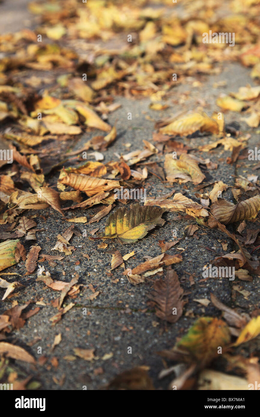 Fallende Blätter liegen auf Fußgängerweg. Stockfoto