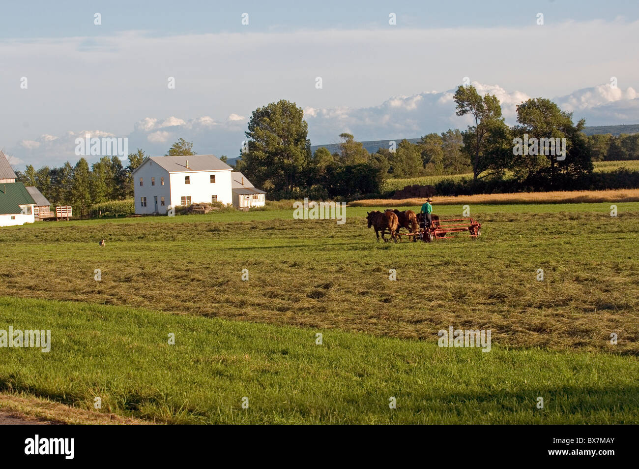 Amische Bauer im Feld auf Wagen von Pferden gezogen wird Stockfoto
