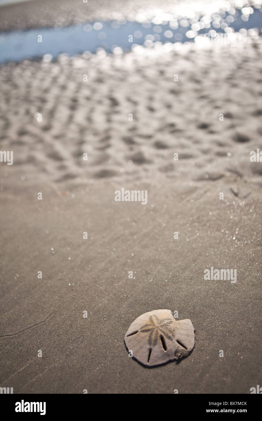 Gemeinsamen Sanddollar in der Flut der Sandbank Sullivans Island, SC Stockfoto