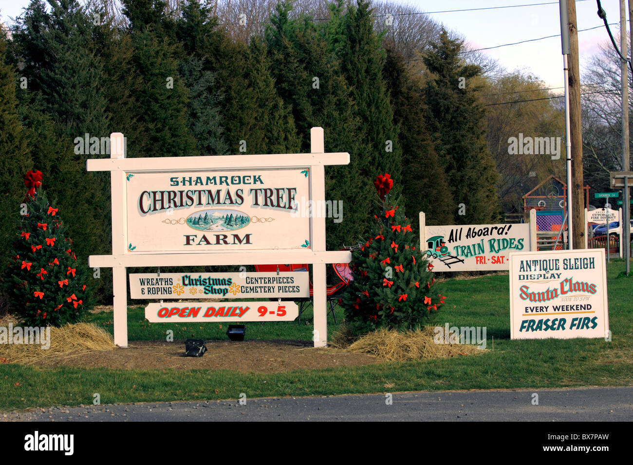 Shamrock Christmas Tree Farm 