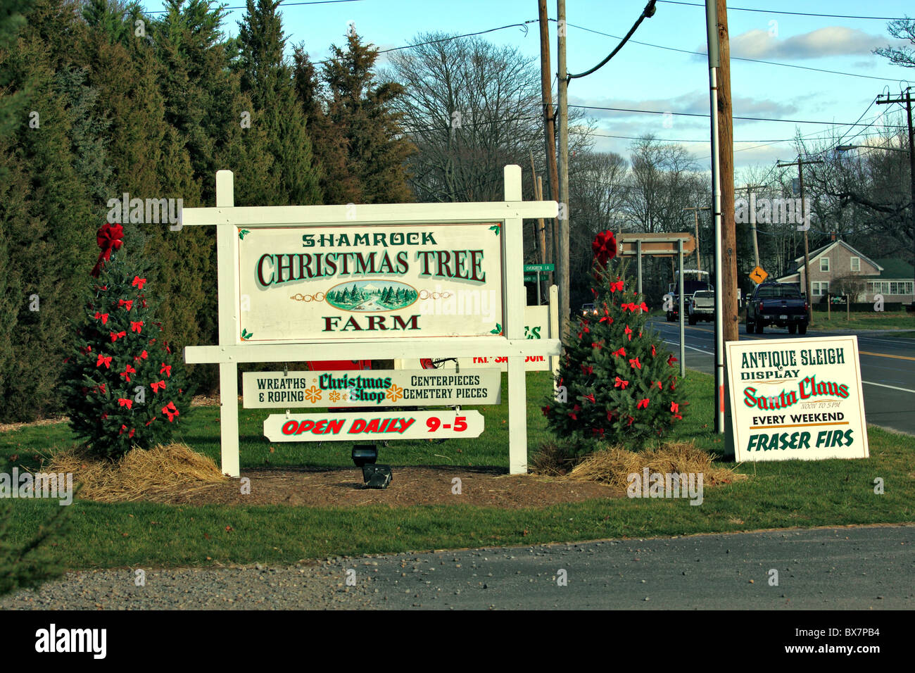 Shamrock Christmas Tree Farm, Mattituck, Long Island NY Stockfoto