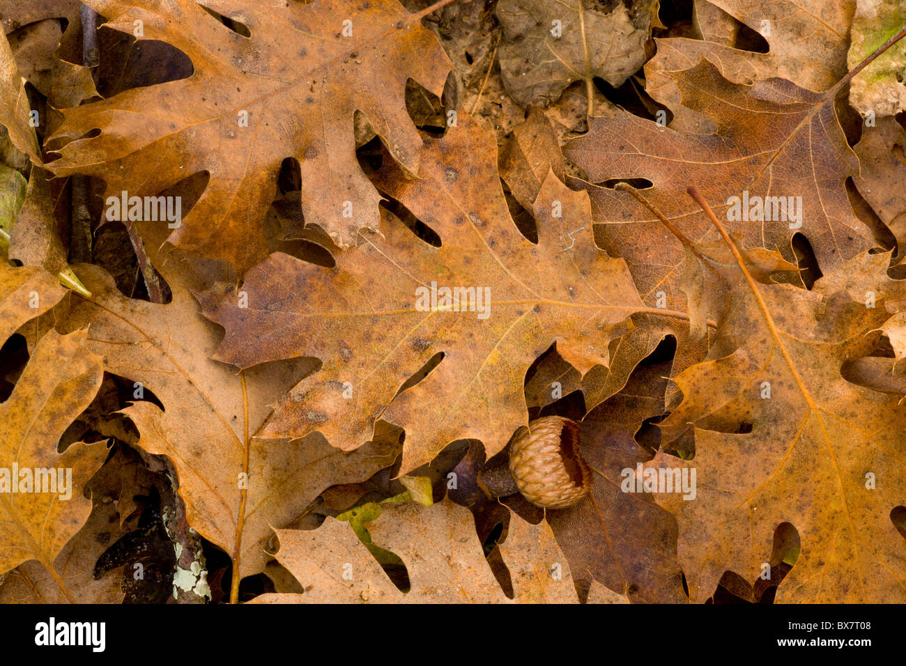 Blätter und Eicheln-Tassen Black Oak, Quercus kelloggii Stockfoto