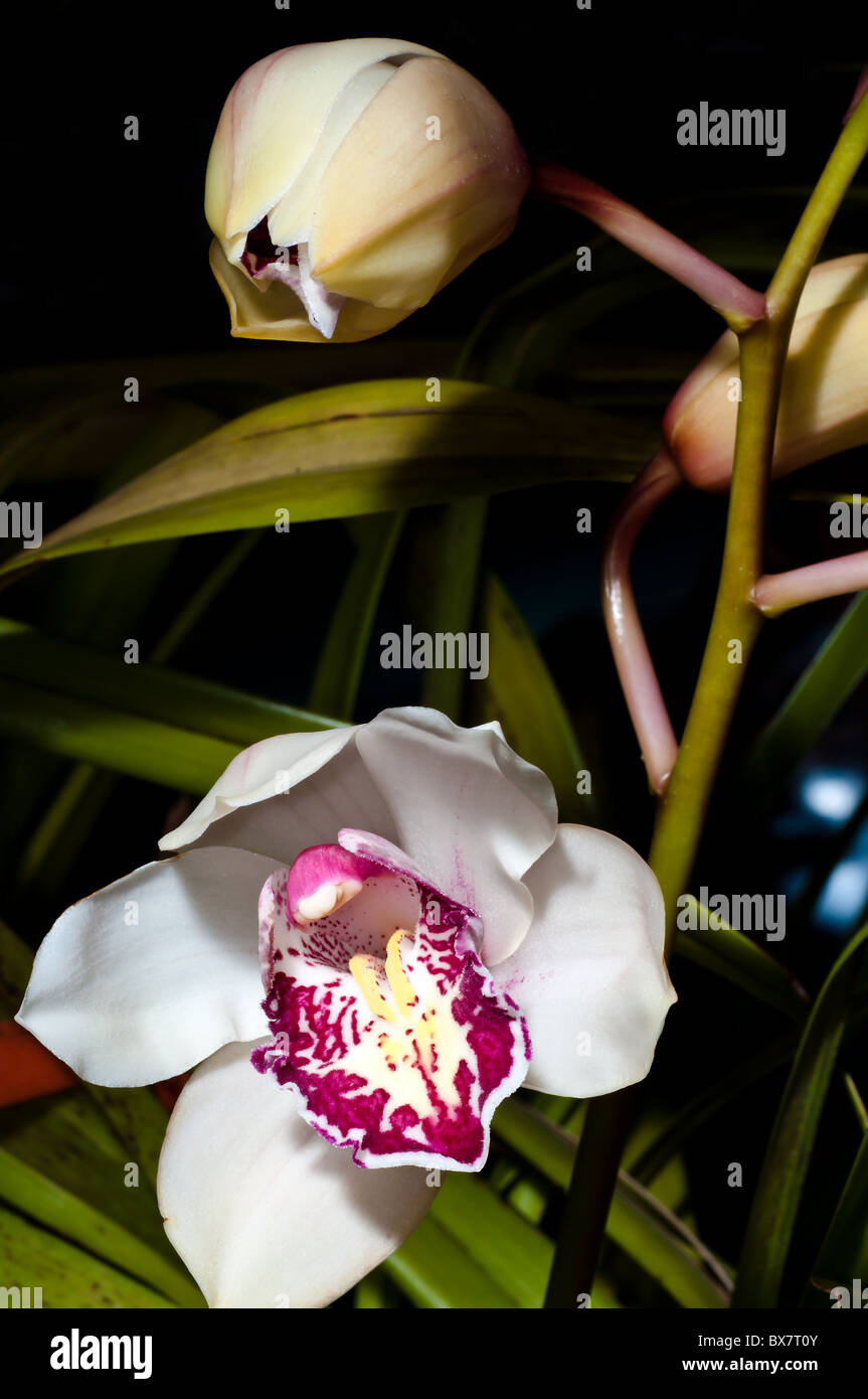 Cymbidium Orchidee ist Stockfoto