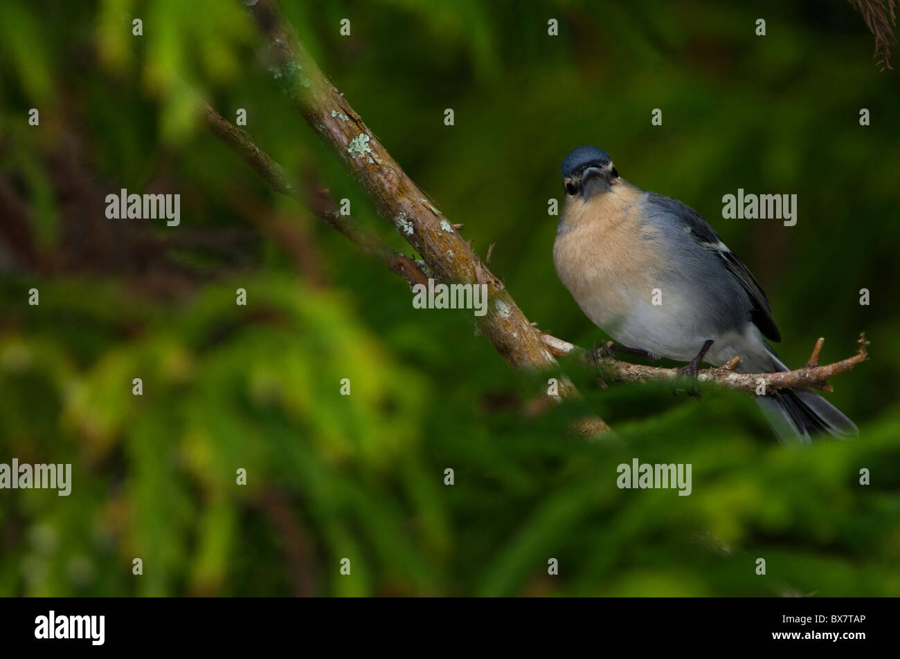Ein männlicher Kaffinch (Fringilla coelebs), der auf einem moosigen Zweig thront, umgeben von üppig grünem Laub. Fotografiert in einer natürlichen Waldumgebung. Azoren Stockfoto