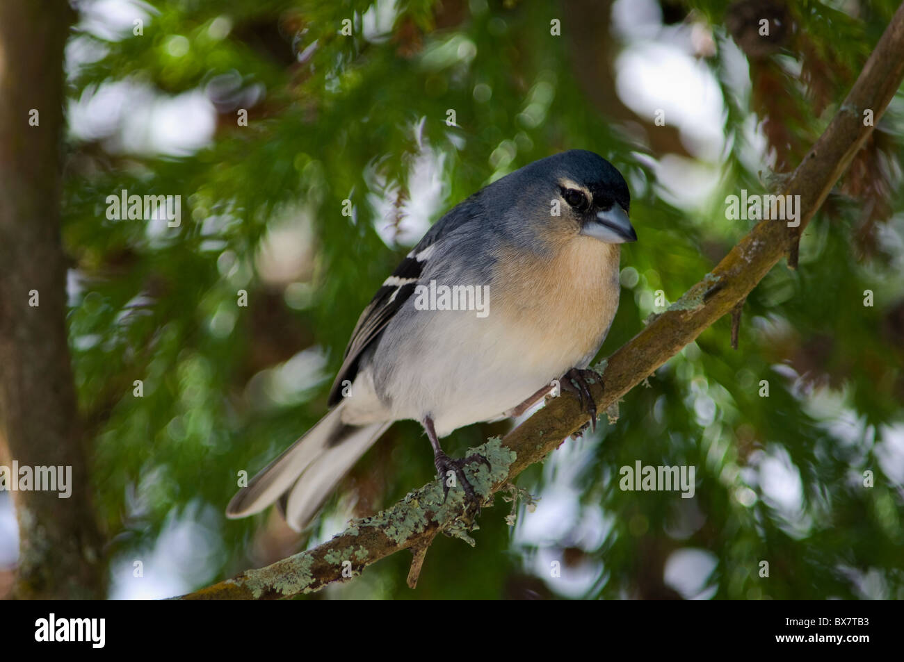 Ein männlicher Kaffinch (Fringilla coelebs), der auf einem moosigen Zweig thront, umgeben von üppig grünem Laub. Fotografiert in einer natürlichen Waldumgebung. Azoren Stockfoto