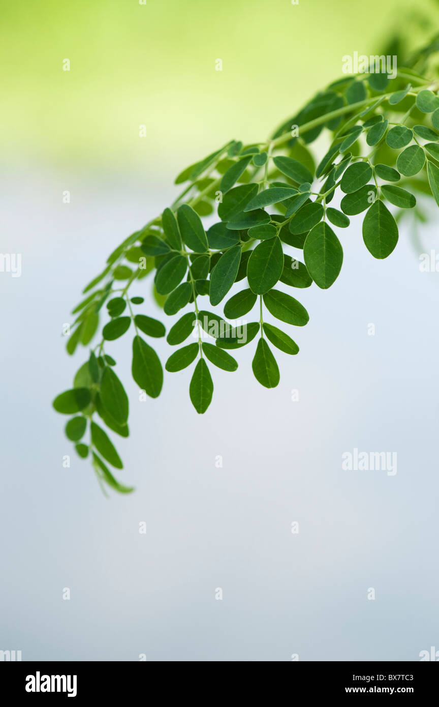 Moringa oleifera, Drumstick Tree verlässt. Indien Stockfoto