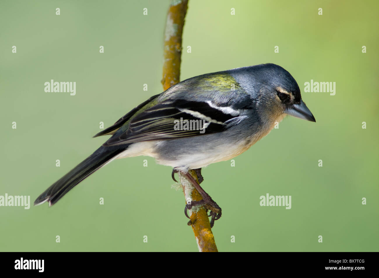 Kaffinchen (Fringilla coelebs), fotografiert in einer natürlichen Waldumgebung, die sein weiches Gefieder und seine aufmerksame Haltung unterstreicht. Stockfoto