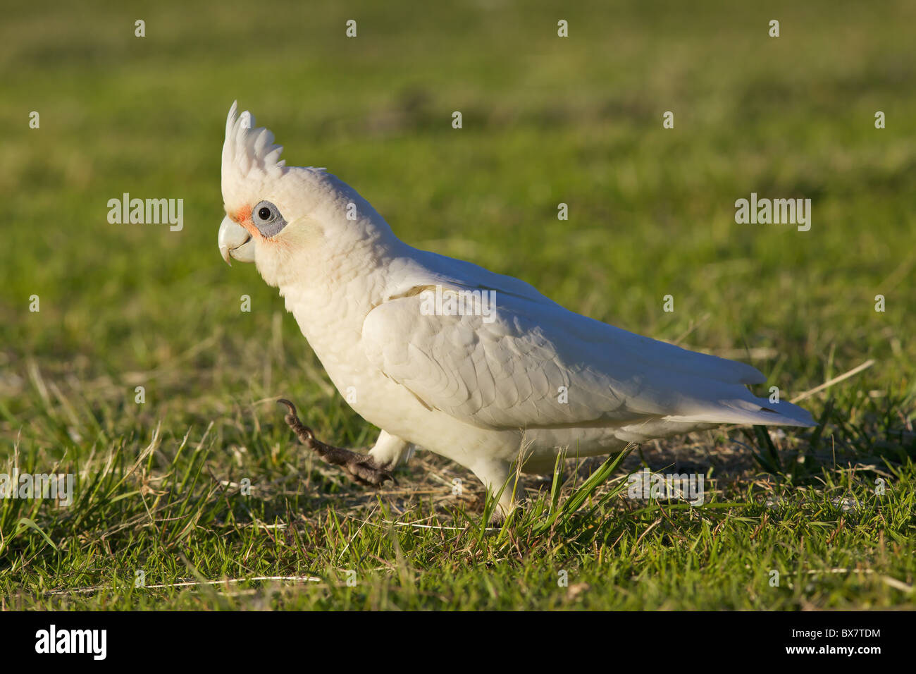 Ein Nacktaugenkakadu (Cacatua sanguineaund) am Lake Monger, Perth, Western Australia. Stockfoto