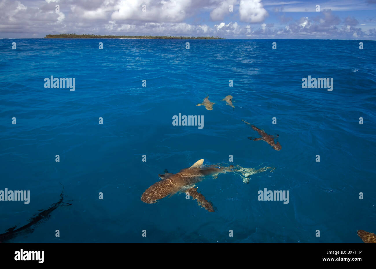 Graue Riffhaie (Carcharhinus Amblyrhynchos) in der Lagune bei Cocos Keeling, Indischer Ozean Stockfoto