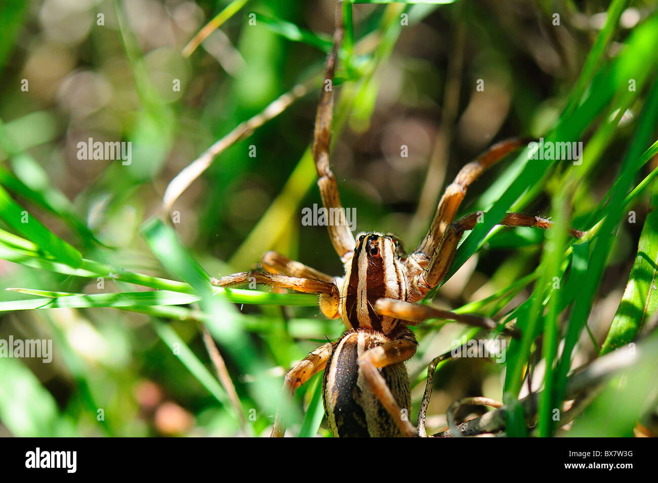 Funnel-Web Spider (Agelenidae) Stockfoto